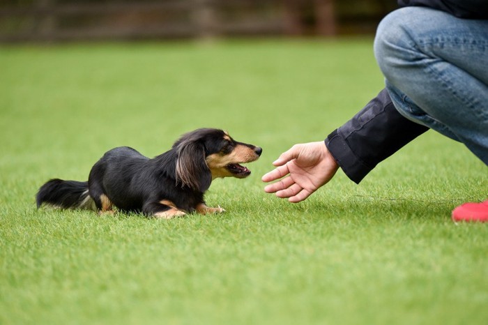 犬を触ろうとする人の手