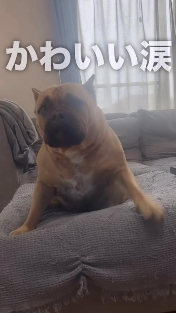 起き上がる犬