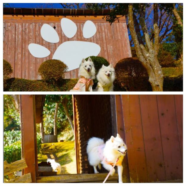 小屋の前の犬