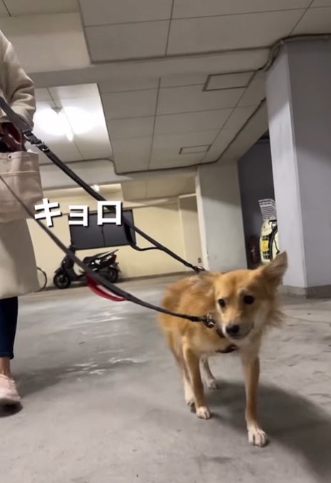 落ち着かない様子の犬