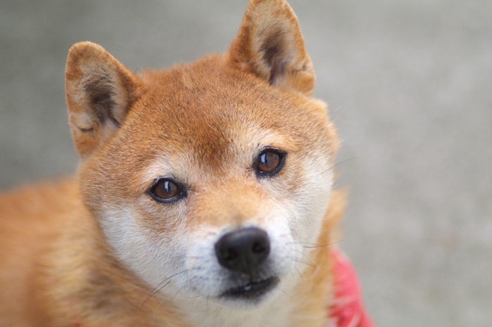 こちらを見つめる柴犬