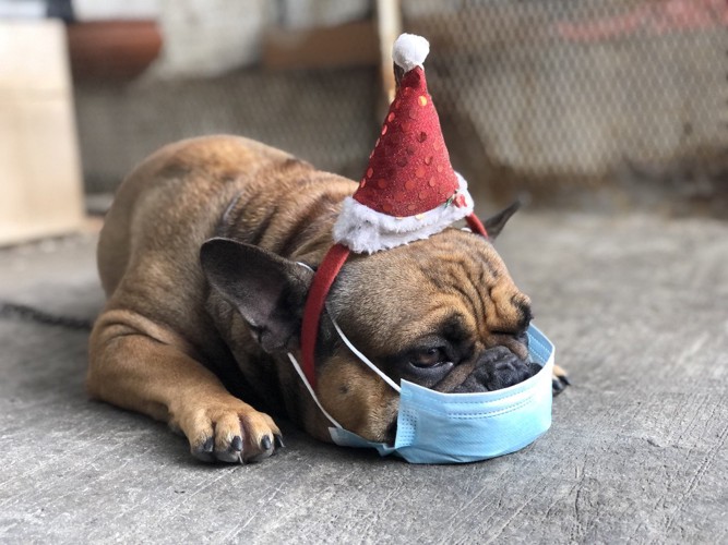 クリスマスの被り物とマスクをした犬