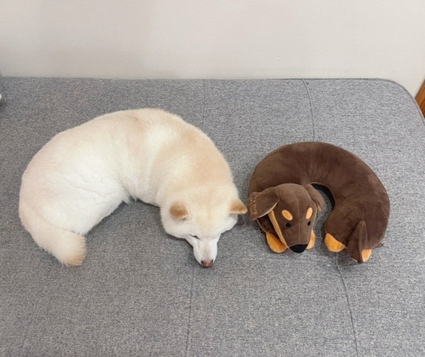 柴犬
