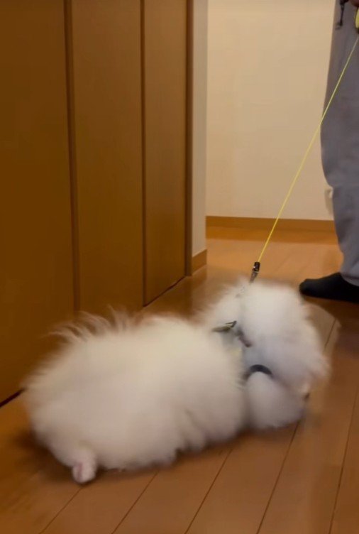 「そっちには行きたくない!」