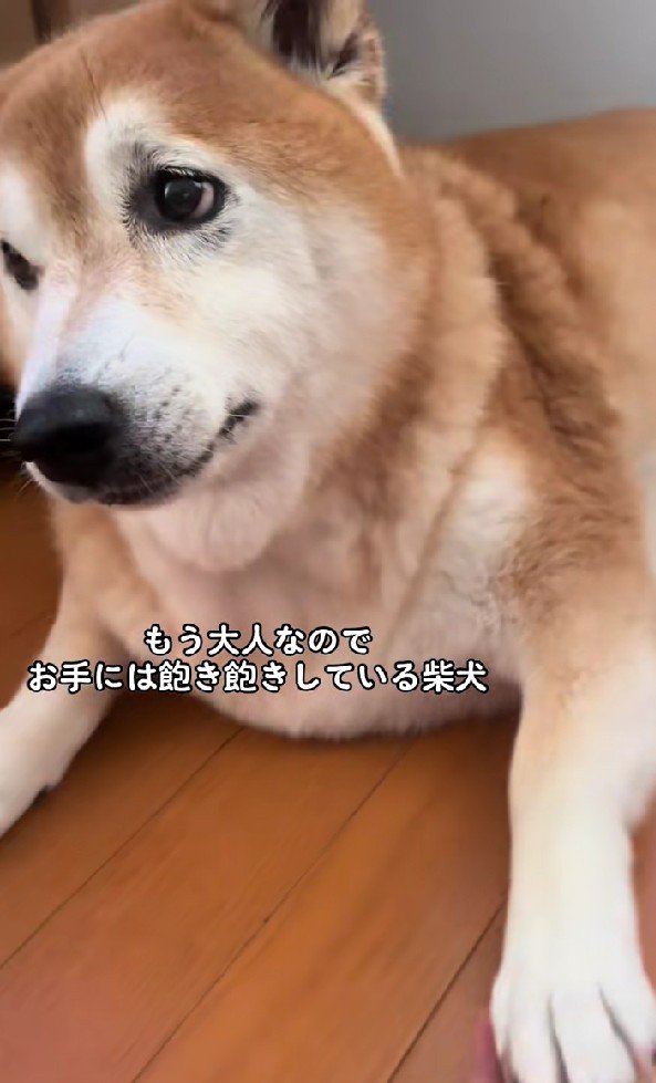 呆れ顔でおて
