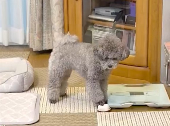 お寿司