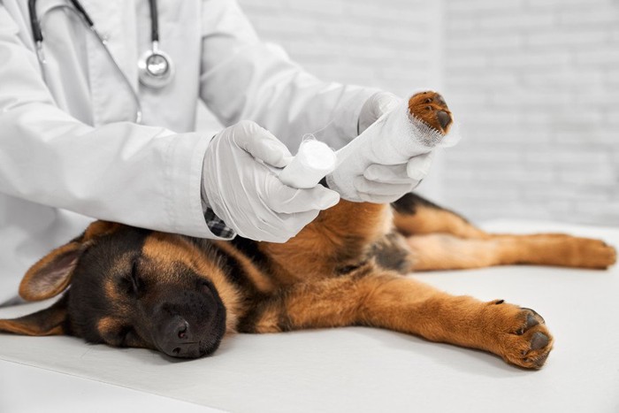 足を処置してもらう子犬