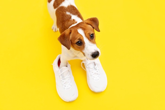 人間の靴に足を入れる犬