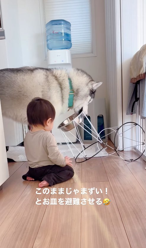 お皿をスタンドごとくわえて移動させる犬