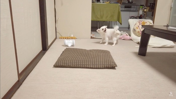 オナラをしてしまったコハクくん8