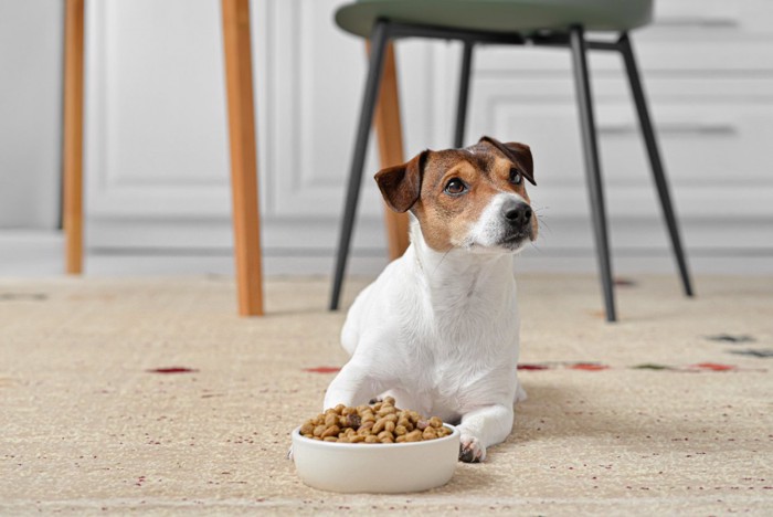 ごはんを食べない犬