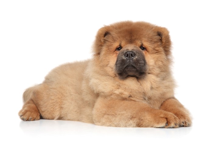 床に伏せているチャウチャウの子犬