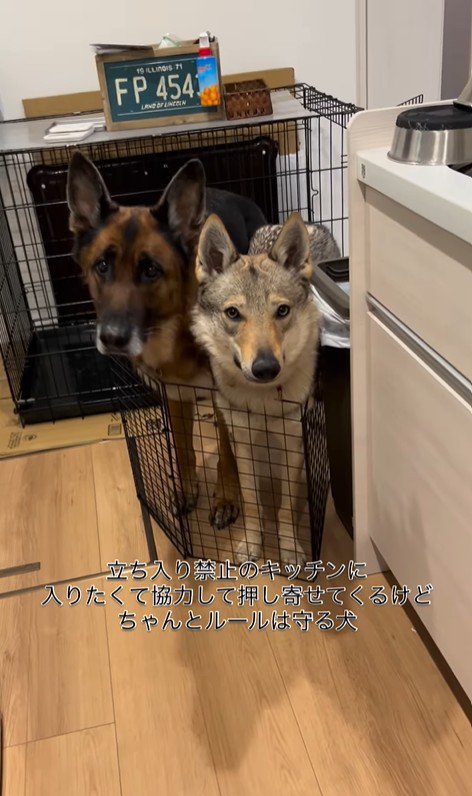 キッチンに入りたいダズくん＆ベネッタちゃん3