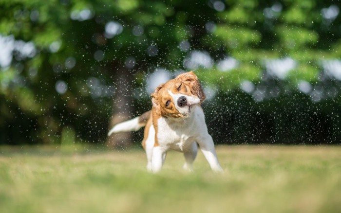 外で体を震わす犬