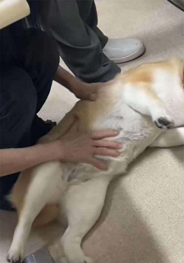 診察室の床に寝転がる犬
