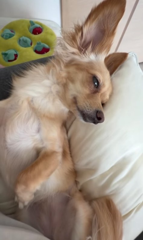寝転がる小型犬