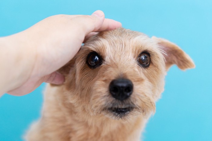 なでられる犬