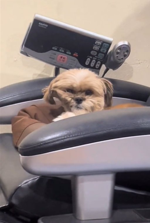 寝癖のついた犬1