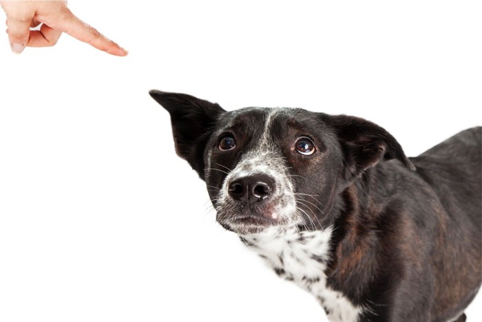 叱られて耳を上げる犬