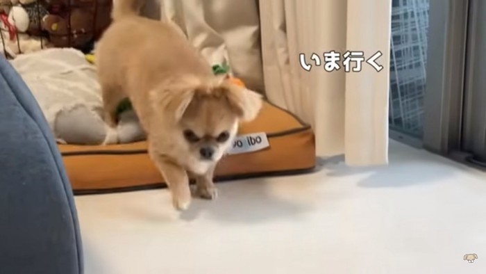 赤ちゃんに駆け寄るハナちゃん