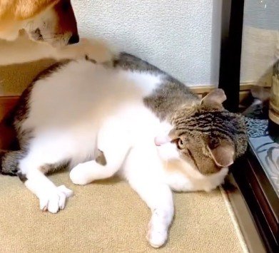 寝転がって犬を見上げるキジ白猫