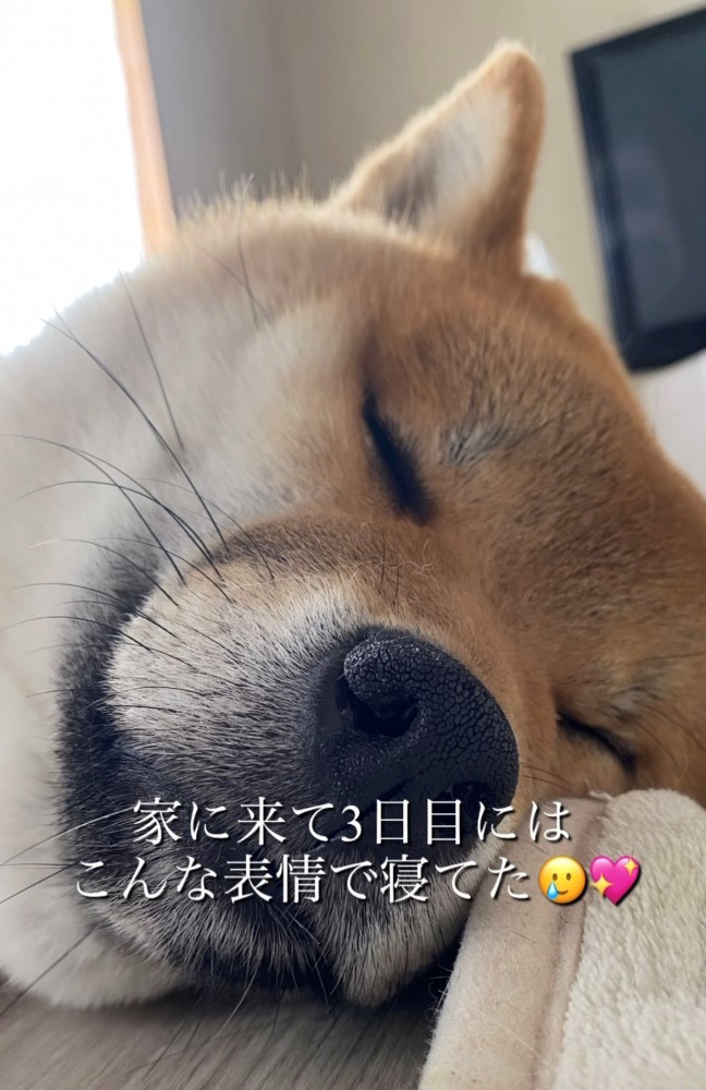 眠る犬のアップ