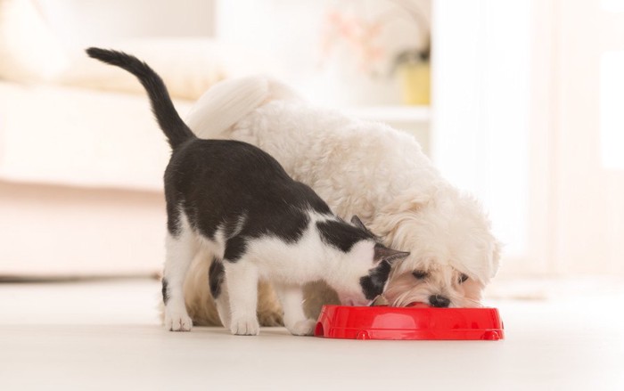 一緒に食事をする犬と猫