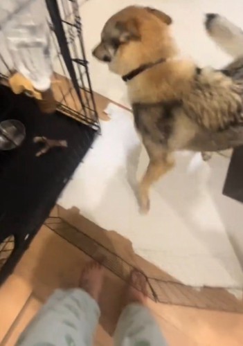 皿を持ってくるよう、犬に指示する飼い主