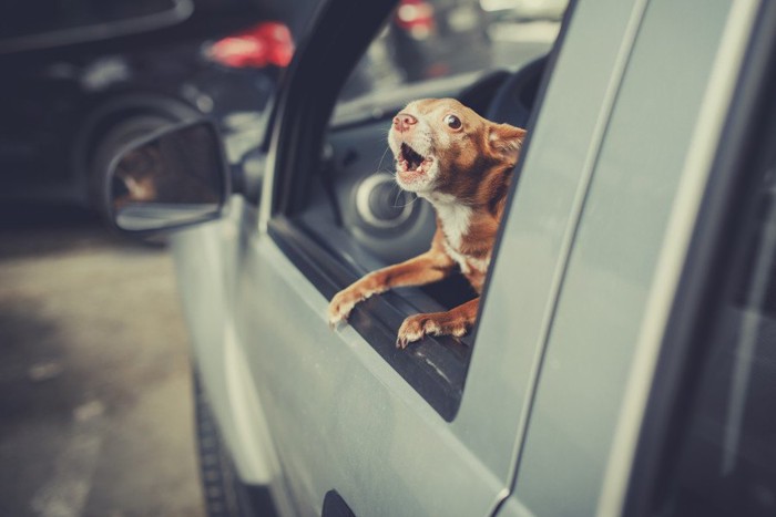 車の外を見る犬