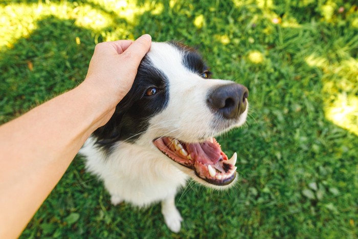 犬を撫でる手