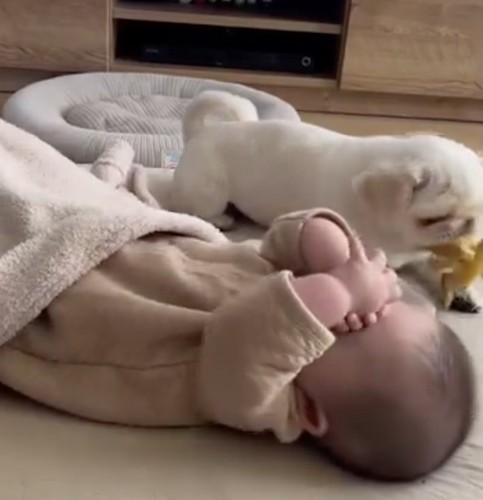 タコのぬいぐるみで遊ぶまもるくん