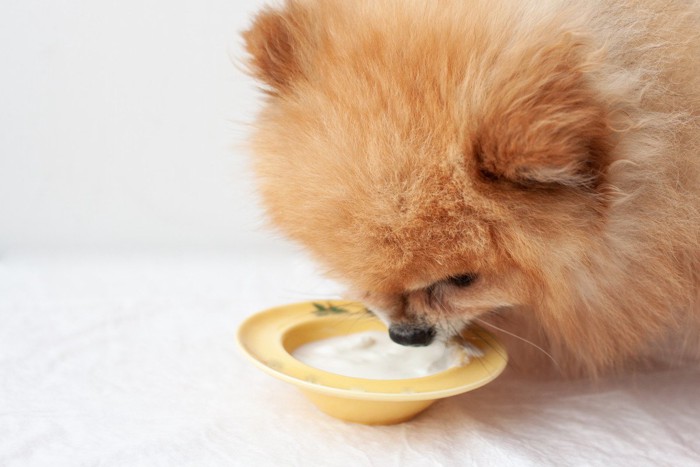 ヨーグルトを食べている犬