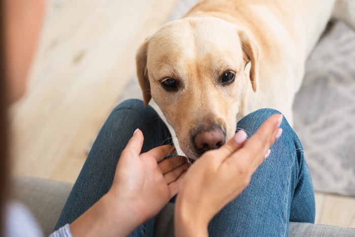 手に顔を近づけている犬