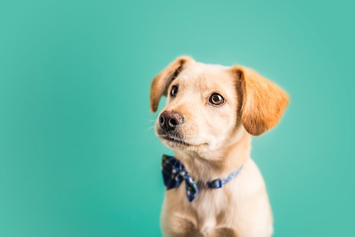 何かを見つめる子犬