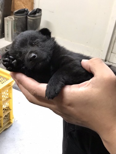子グマ