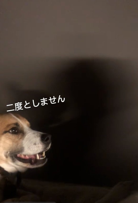 必死に謝るサナくん