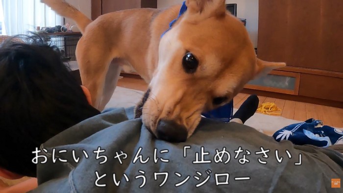 服を噛んで「やめなさい!」と注意