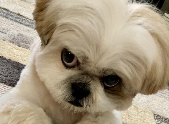 悪い顔のほまれ君