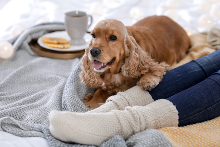 ブランケットの上で飼い主とリラックスする犬