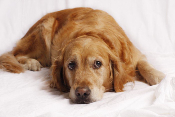 シーツの上で伏せて拗ねている犬