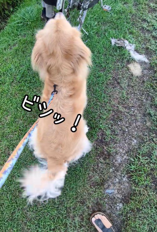 オヤツを見てお座り