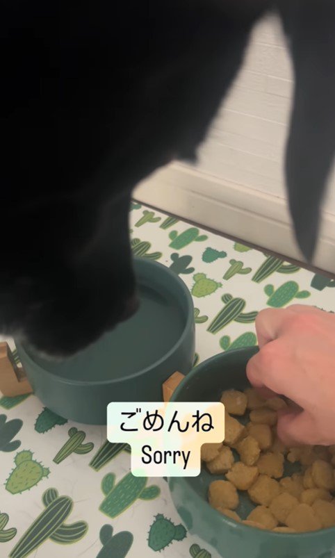 ご飯を食べないクロエちゃん10