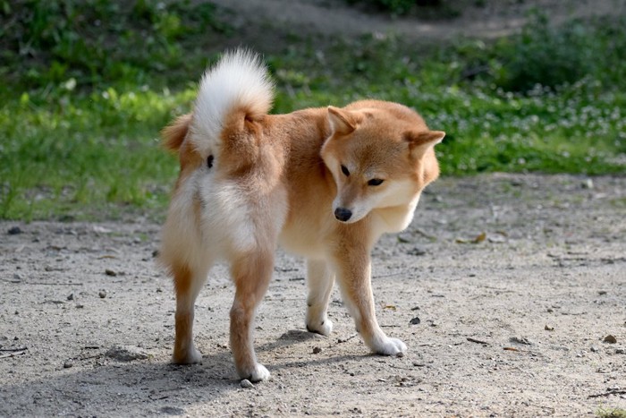 おしりを気にして振り返る柴犬