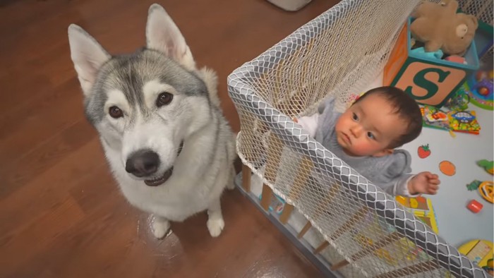 カメラ目線の犬