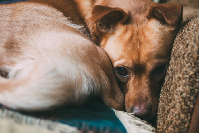 ソファーのすみっこで丸くなっている犬