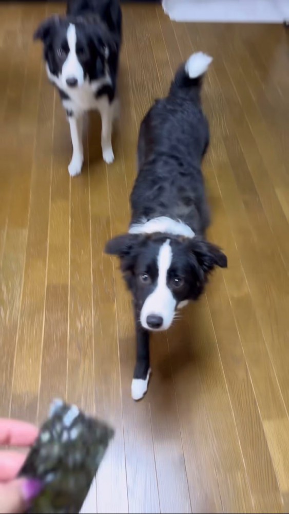 飼い主のもとへ行く黒毛のボーダーコリー