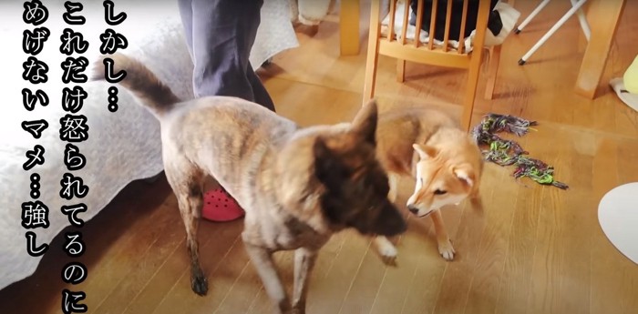 甲斐犬に向かってうなる柴犬