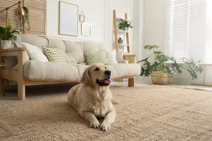部屋でくつろぐ大型犬