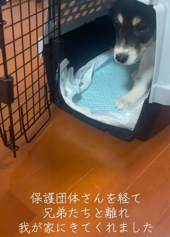 保護団体を経て家族に