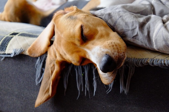 ベッドで眠っている犬